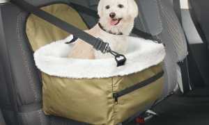 Как правильно перевозить в автомобиле животных