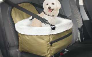 Как правильно перевозить в автомобиле животных