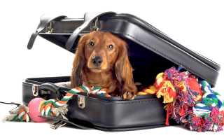 Почему нельзя перевозить собаку в автомобиле непристегнутой