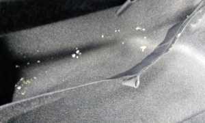 Откуда появляется плесень в багажнике и салоне автомобиля